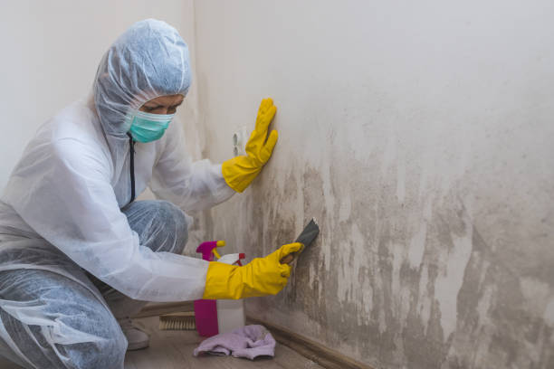 Best Mold Remediation Experts  in Aurora, MO