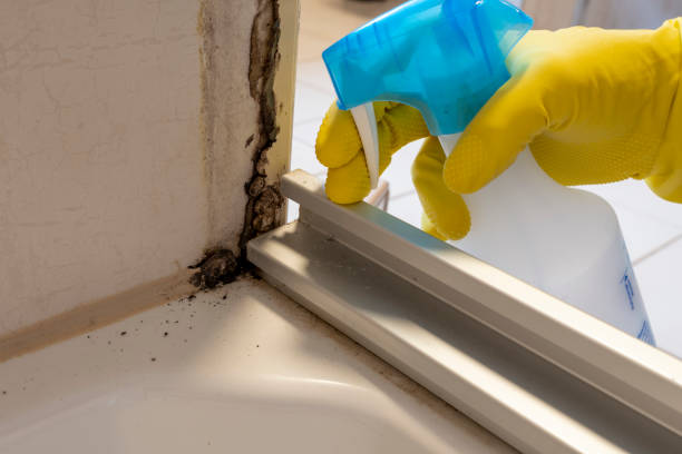 Best Mold Damage Repair  in Aurora, MO