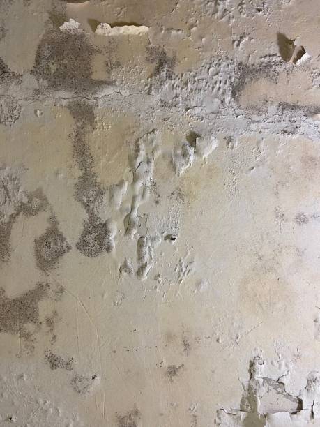 Best Mold Removal Company Near Me  in Aurora, MO