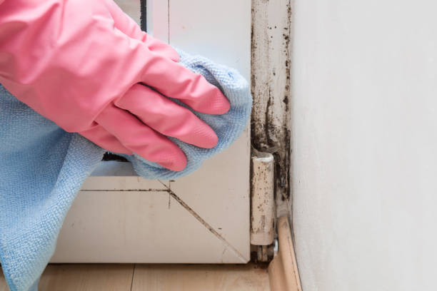 Best Residential Mold Removal  in Aurora, MO